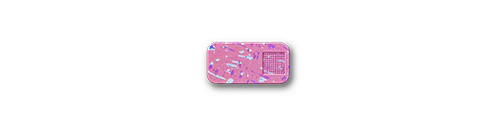 Secret Menu Single Case - Image 150
