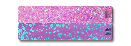 Weekly AM-PM Pill Case 2.0 - Image 27