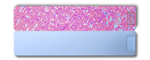 Weekly AM-PM Vitamin XL Case 2.0 - Image 24