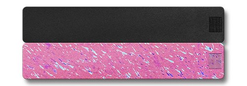 Weekly AM-PM Vitamin Case 2.0
