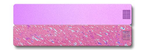 Weekly AM-PM Vitamin Case 2.0 - Image 30