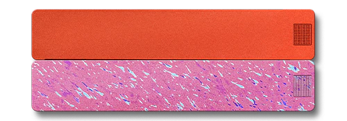 Weekly AM-PM Vitamin Case 2.0 - Image 4