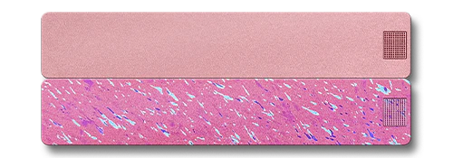 Weekly AM-PM Vitamin Case 2.0 - Image 9